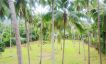 Charming Flat Coconut Land Plot for Sale in Lipa Noi-9