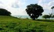 Prime Direct Beachfront Land on Beautiful Lamai Bay-14