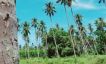Prime 21 Rai Chanote Land for Sale in Ban Kao-13